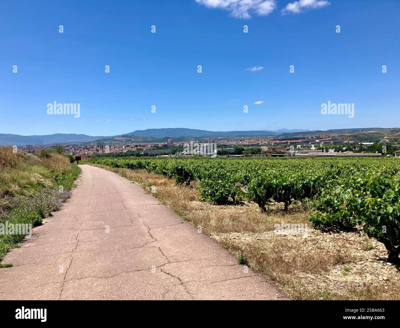 Camino Francés Passing Through a Vineyard in Northern Spain - Smartphone Captured Stock Image