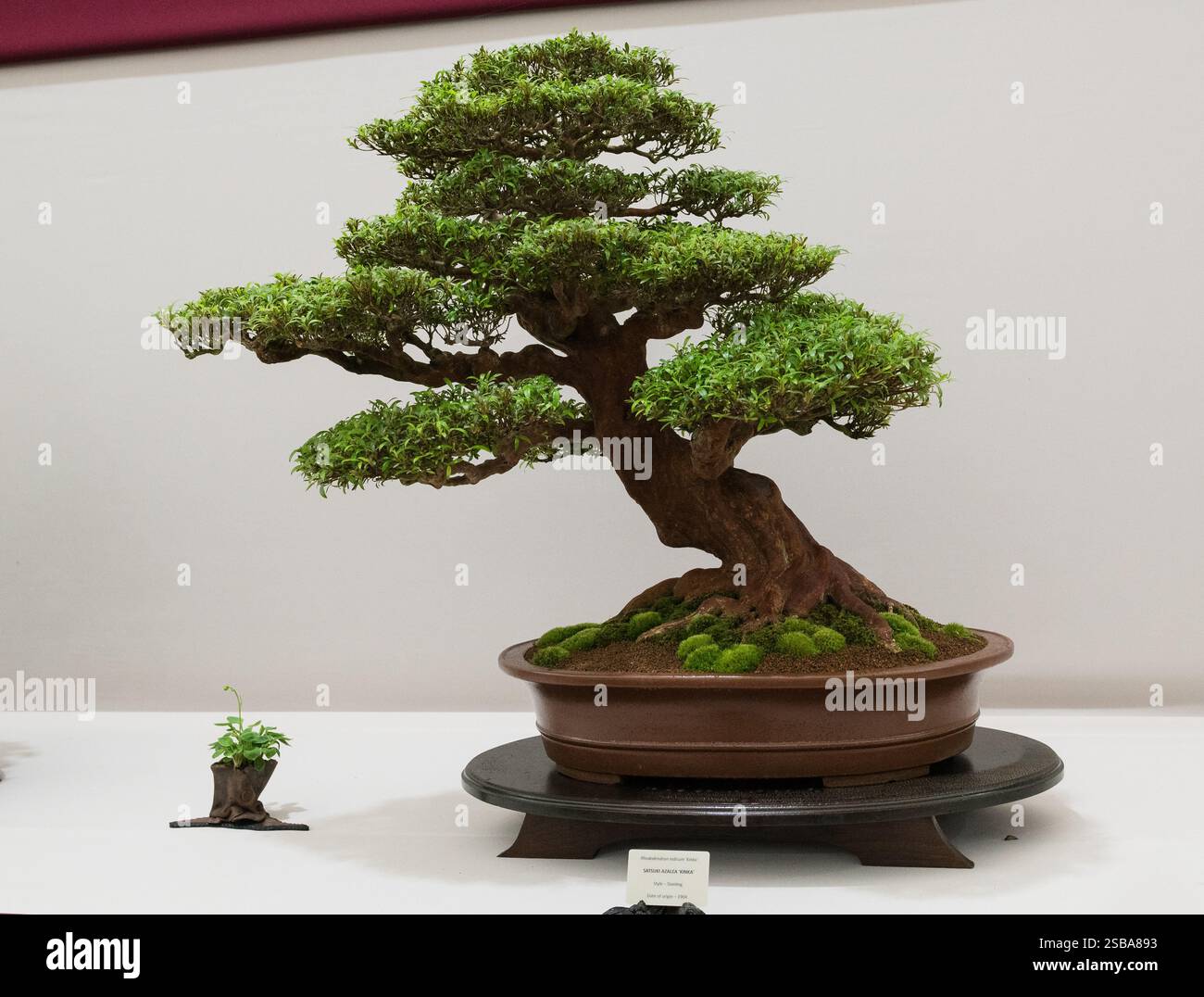 Rhododendron bonsai hi-res stock photography and images - Alamy
