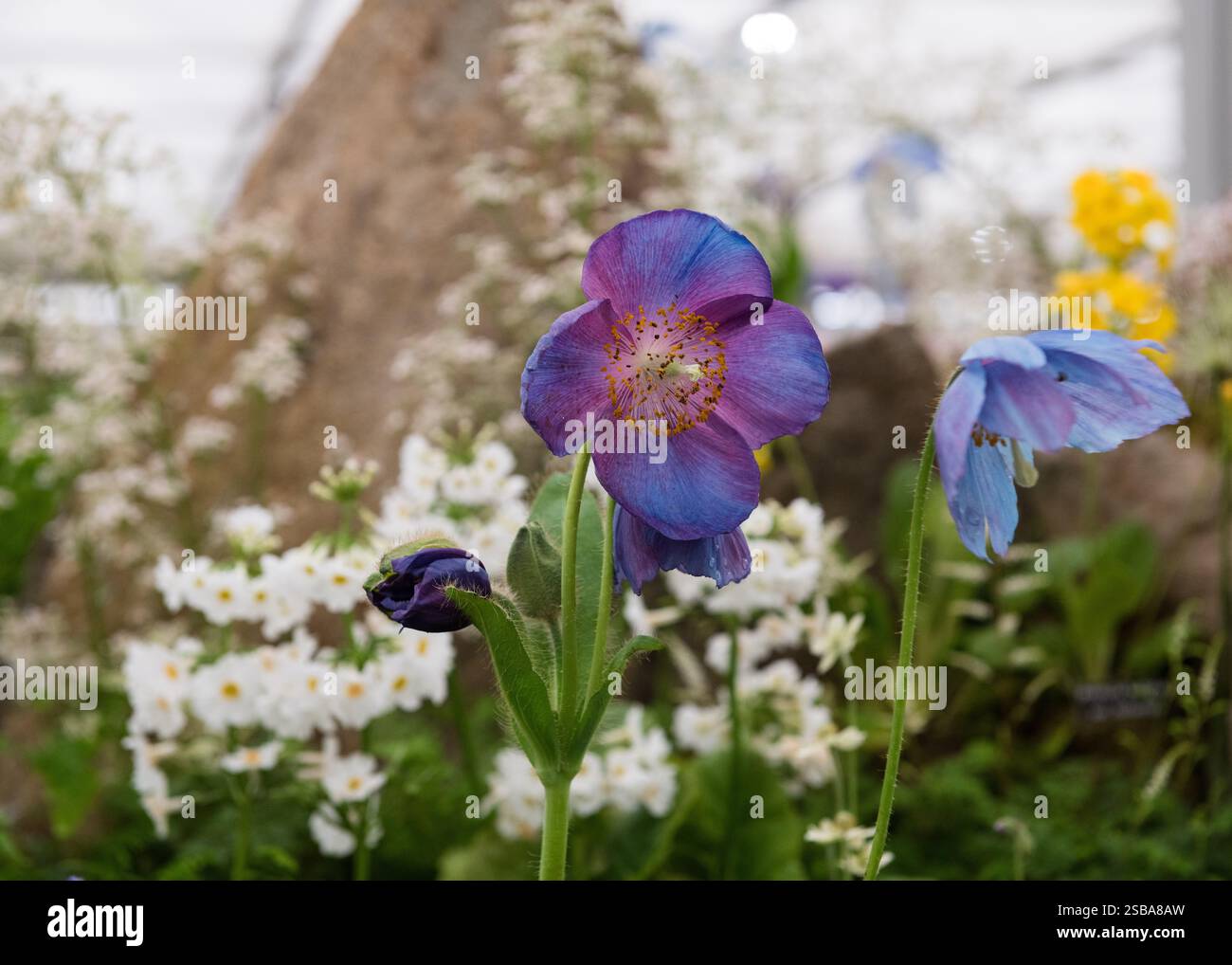Chelsea Poppy RHS Chelsea Flower Show 2024 Himalayan blue poppy Stock Photo - Alamy