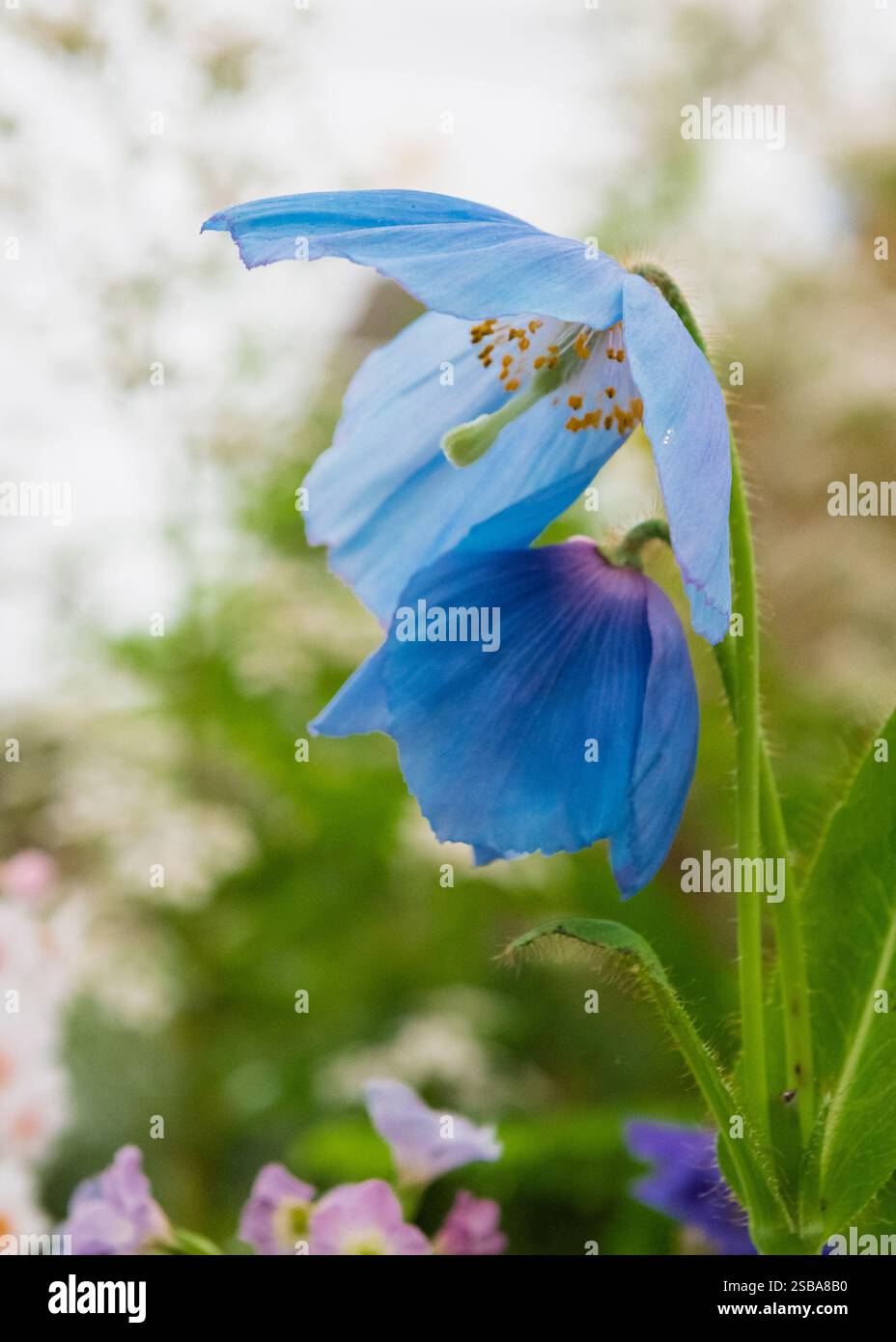 Chelsea Poppy RHS Chelsea Flower Show 2024 Himalayan blue poppy Stock Photo - Alamy