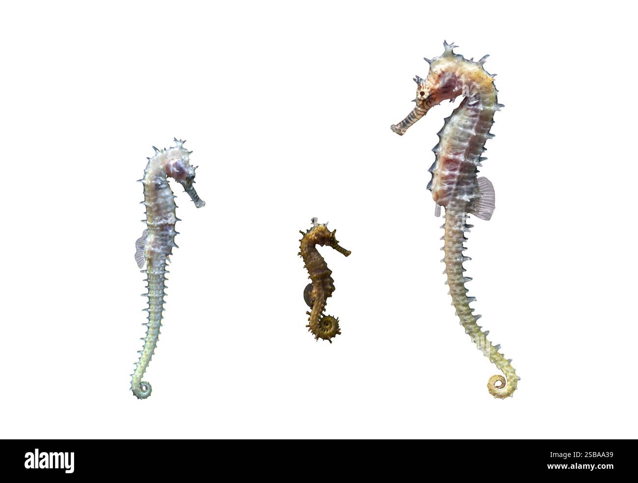 Set of tropical seahorses fish isolated on white background, side view. Hippocampus barbouri and white spotted sea horse with curled tail icon cut out Stock Photo