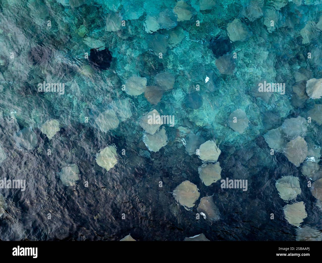 Many Stingray in the indian ocean near by a port. Stock Photo