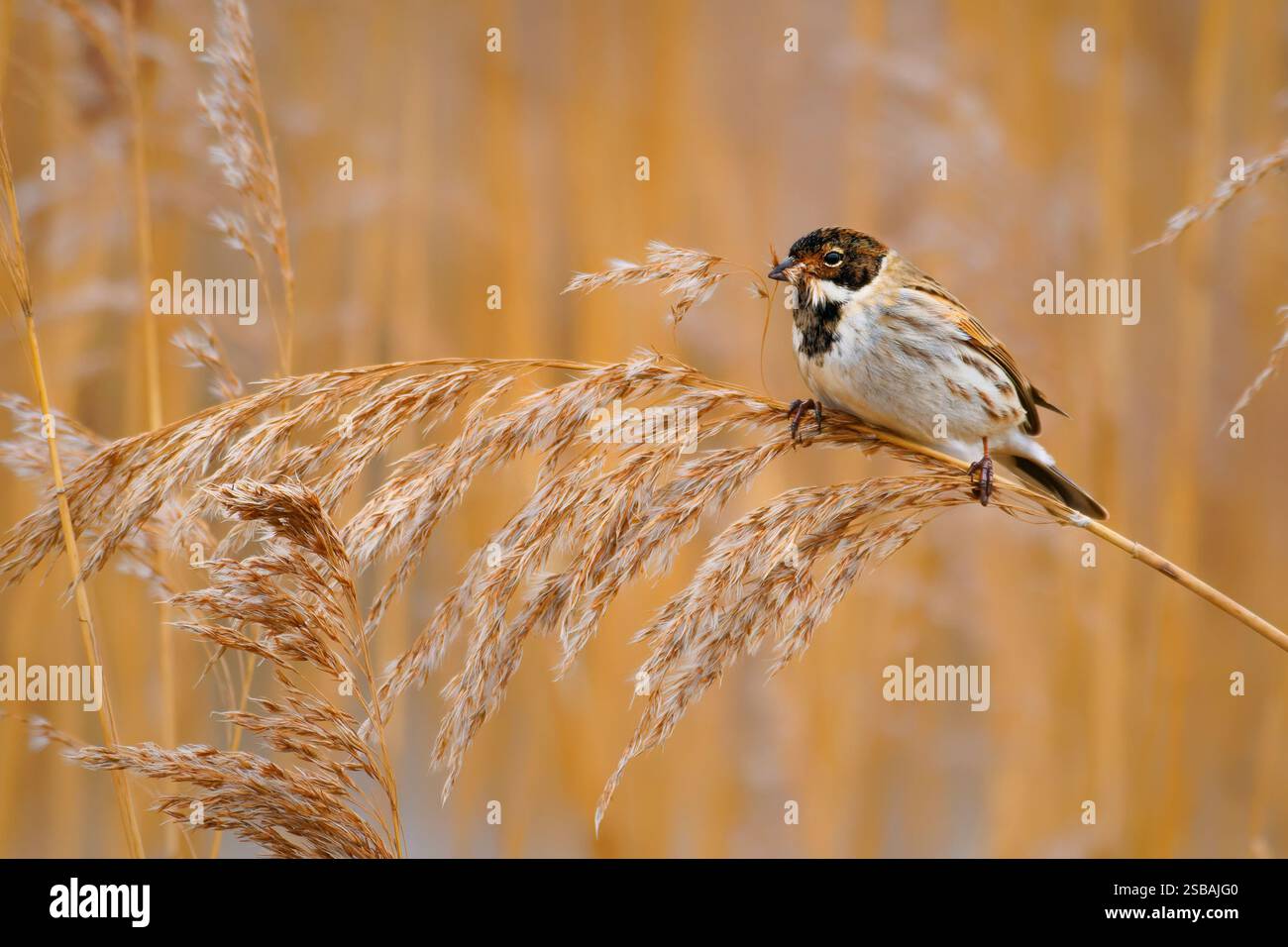 Common reed bunting - Emberiza schoeniclus passerine bird in ...