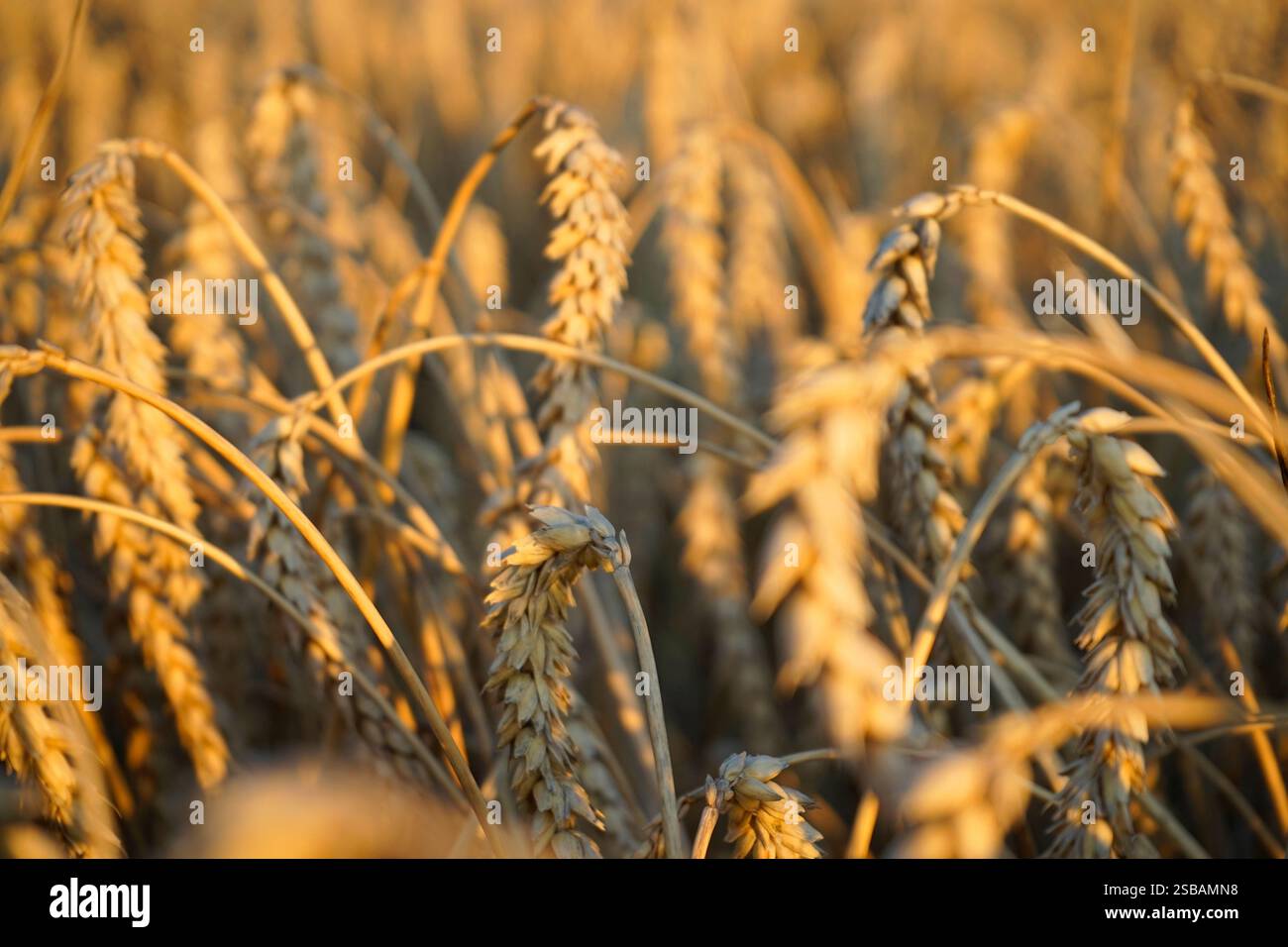 Impressionen: Gereide Weizen (nur fuer redaktionelle Verwendung. Keine Werbung. Referenzdatenbank: http://www.360-berlin.de. © Jens Knappe. Bildquelle Stock Photo