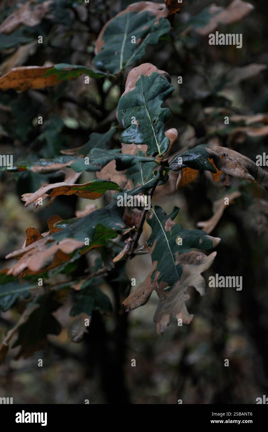 Branch withered oak leaf hi-res stock photography and images - Alamy