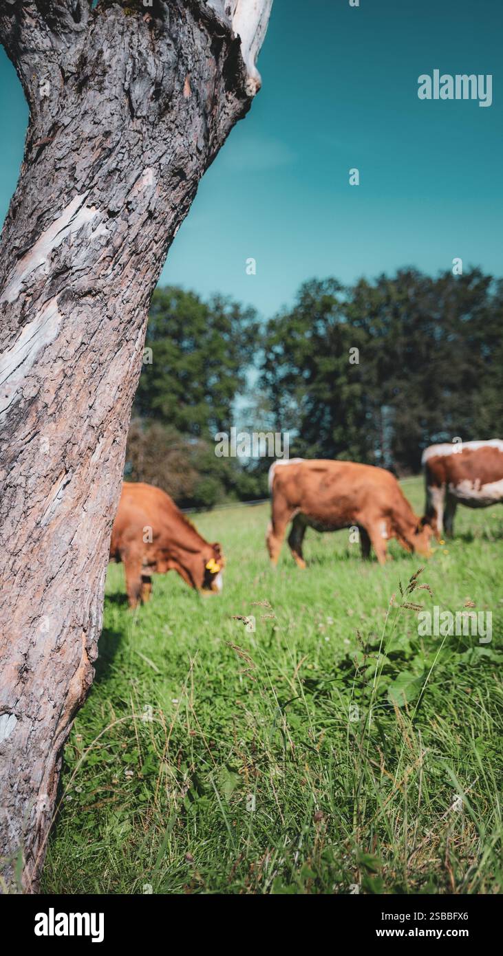 Using Trees With Cows Fodder tree green brown hi-res stock photography and images - Alamy