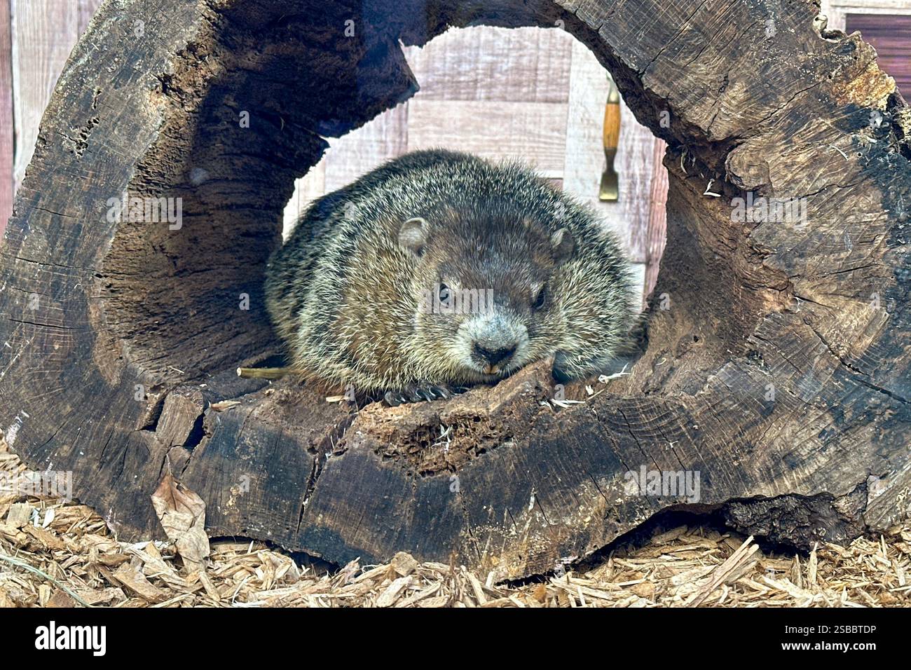 Staten Island Chuck, the groundhog whose handlers claim has predicted