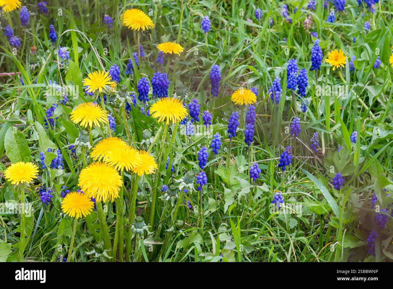Muskari plant hi-res stock photography and images - Alamy