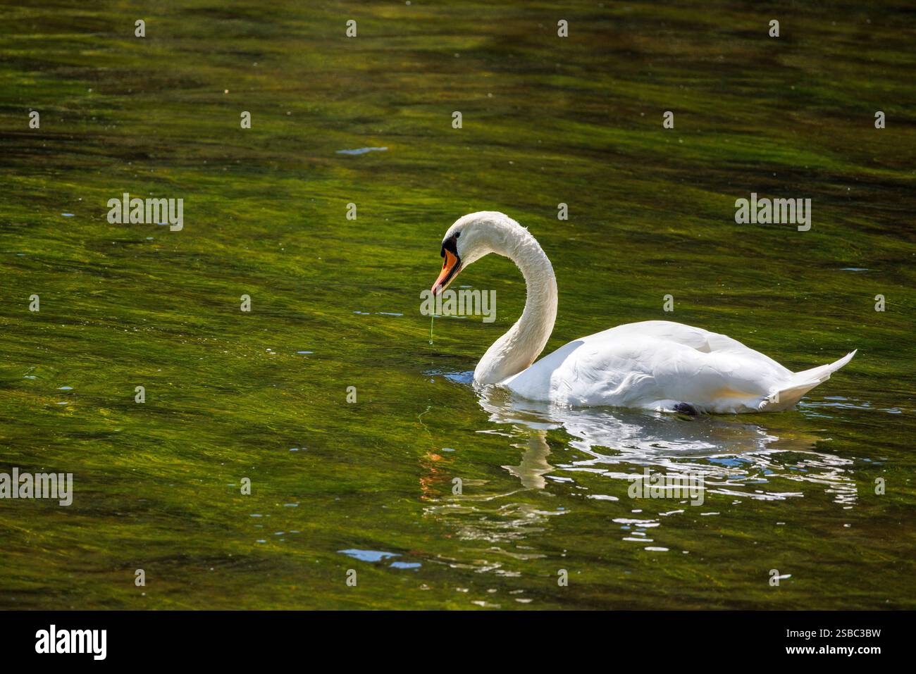 Swan on the River Semois, Bohan, Wallonia, Belgium Stock Photo