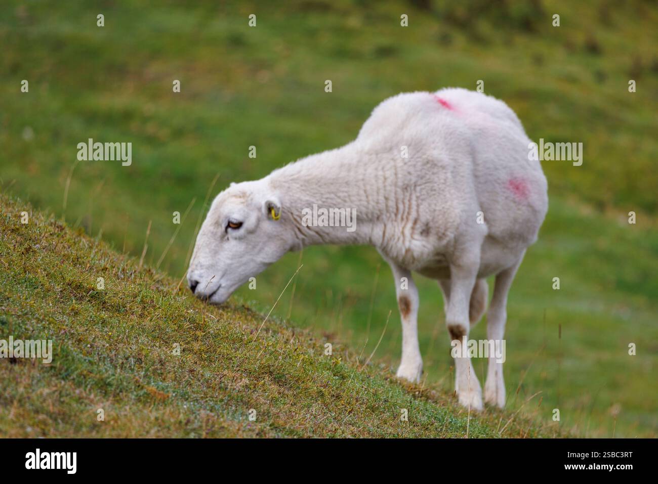 Sheep grazing on open land in the Brecon Beacons National Park, Bannau ...