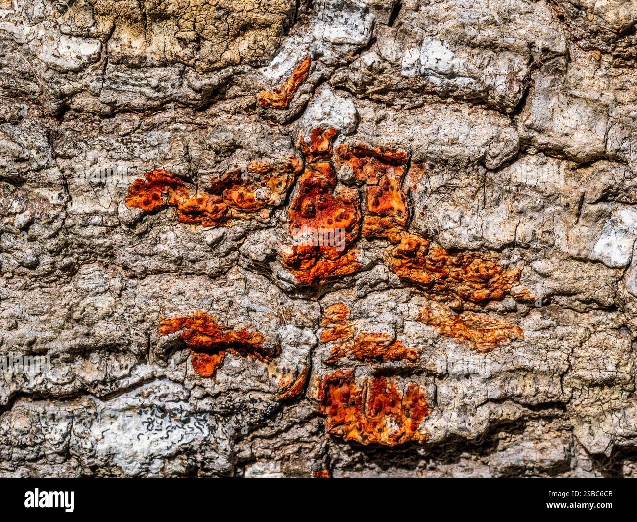 Close up of bark on pine tree Stock Photo