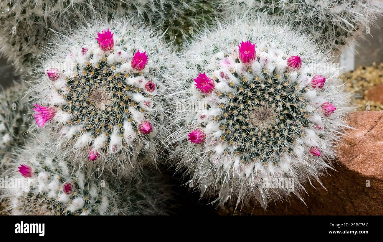 Close-Up of Flowering Cactus with Pink Blossoms in Arid Setting Stock Photo
