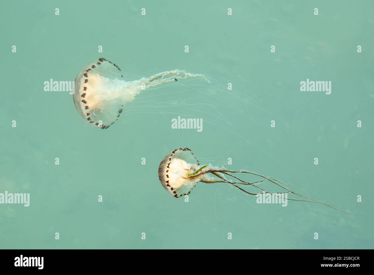 Two compass jellyfish, Chrysaora hysoscella, in the Atlantic Ocean. Stock Photo