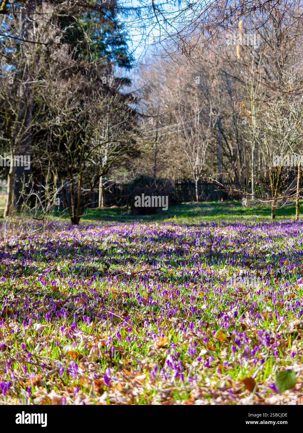 scenery with forest glade with crocus flowers. sunny day in spring. blooming springtime background Stock Photo
