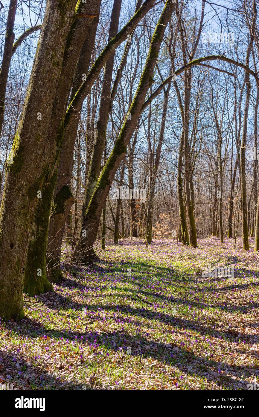 scenery with forest glade with crocus flowers. sunny day in spring. awakening natural environment Stock Photo