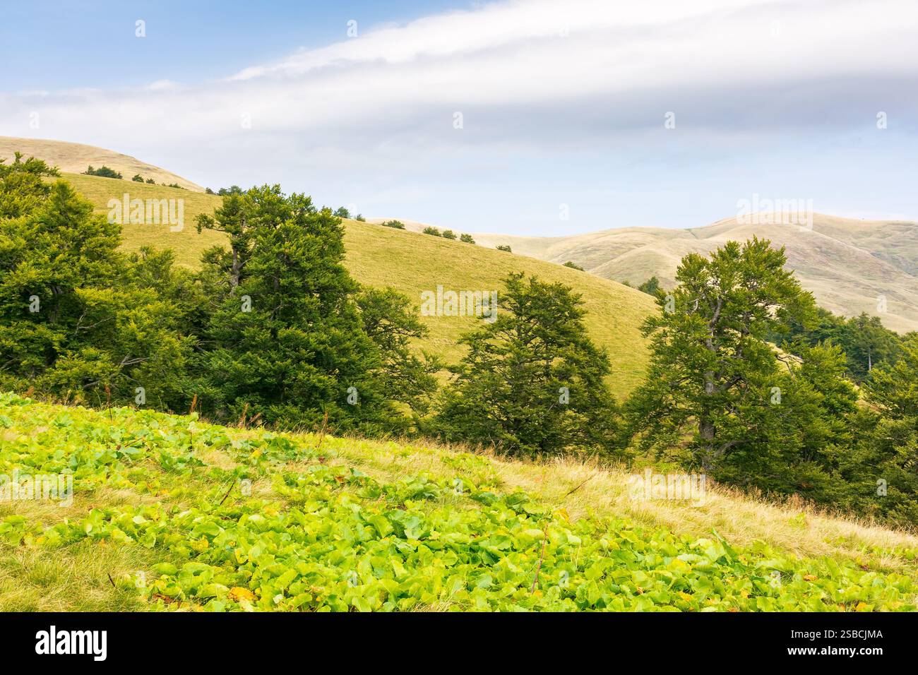 primeval beech forest on the hillside. outdoor adventure. scenery of svidovets ridge. mountain landscape in late summer afternoon. vacation season Stock Photo