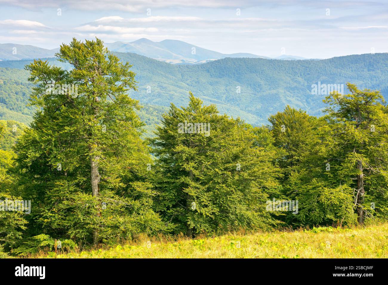 primeval beech forest on the hillside. green environment. scenery of svidovets ridge. mountain landscape in late summer afternoon. alpine woods Stock Photo