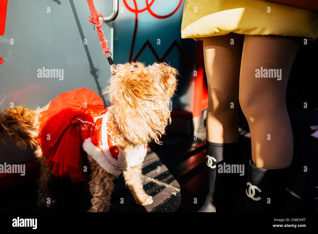 Cute Dog Looks up to Its Owner Stock Photo