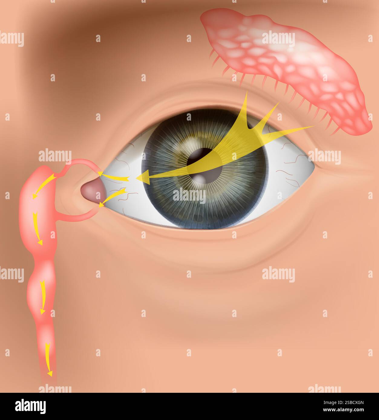 Human Tear Drainage System Anatomy Lacrimal Apparatus and Tear Flow