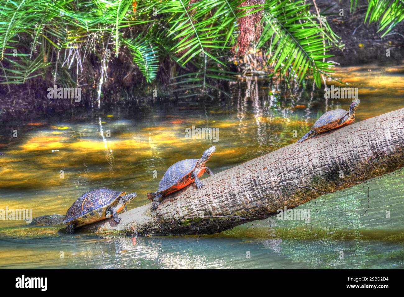 Turtles on Palm Tree Coming Out of Water Stock Photo - Alamy