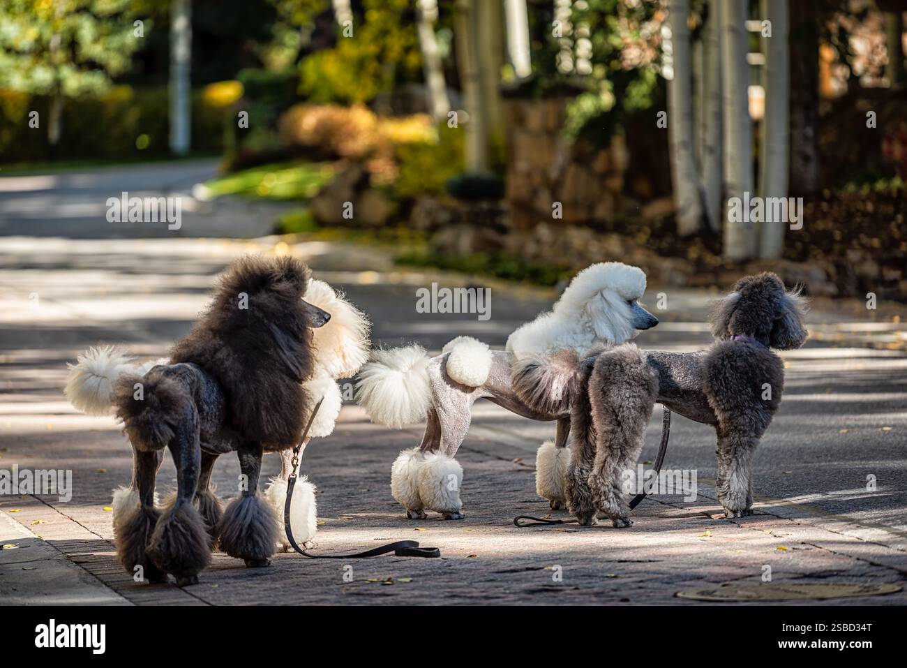 Continental Cut on many poodles dogs shaved in fashion out for walk in Vail, Colorado Stock Photo