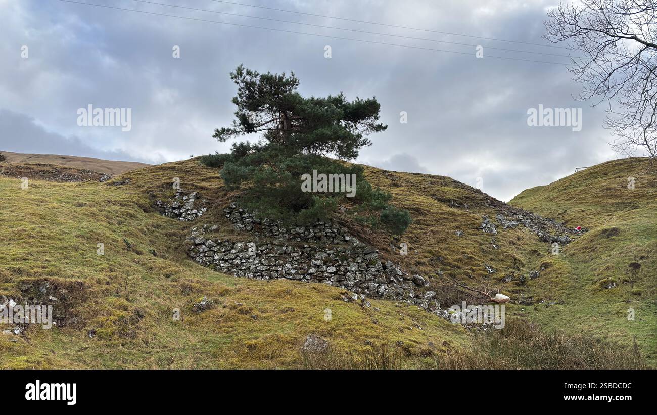 A lone tree in the Scottish Highlands on an overcast day - Smartphone Captured Stock Image