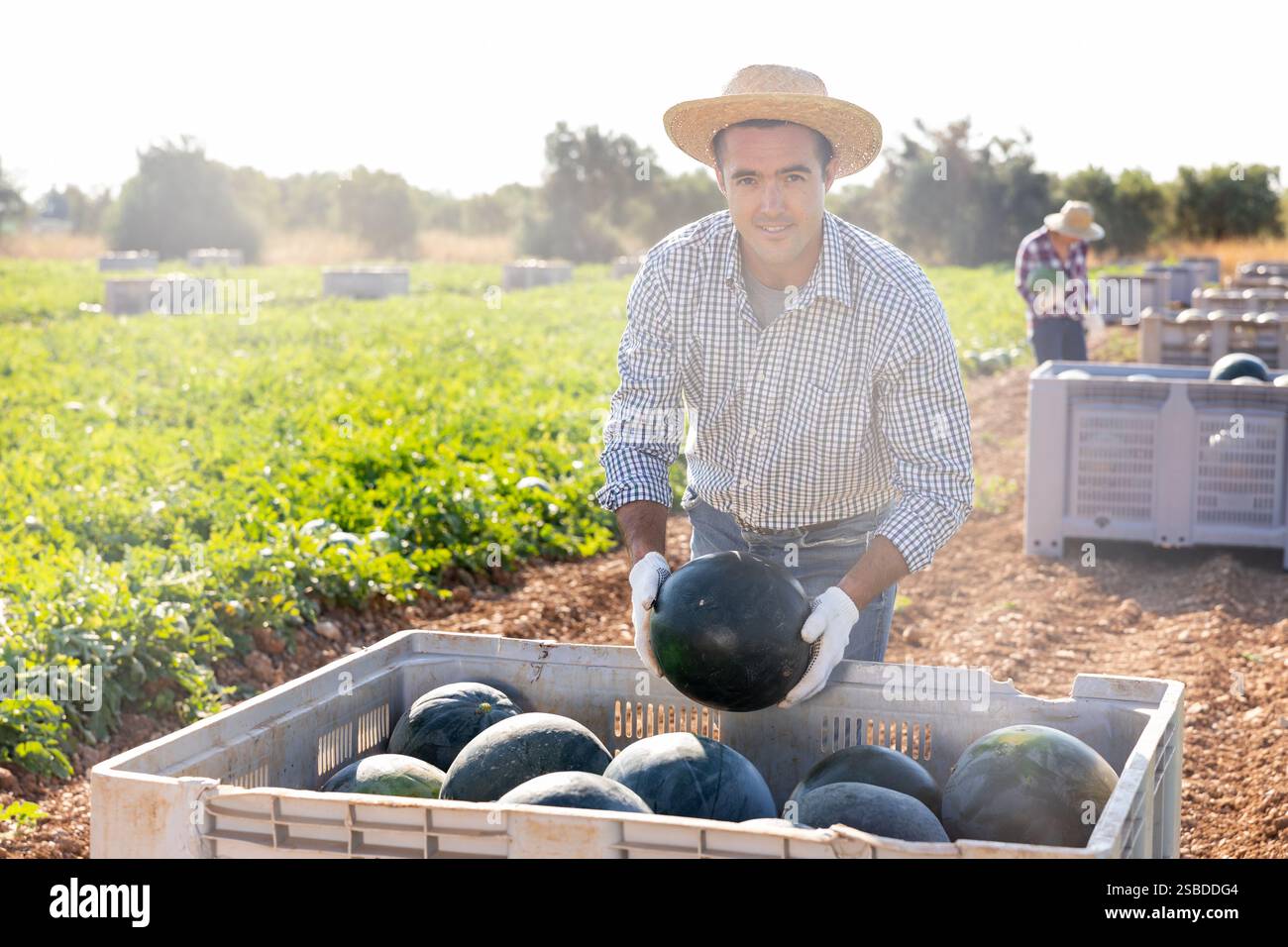 Line Loading Watermelons Man puts ripe watermelons in large box for transportation from field to ...