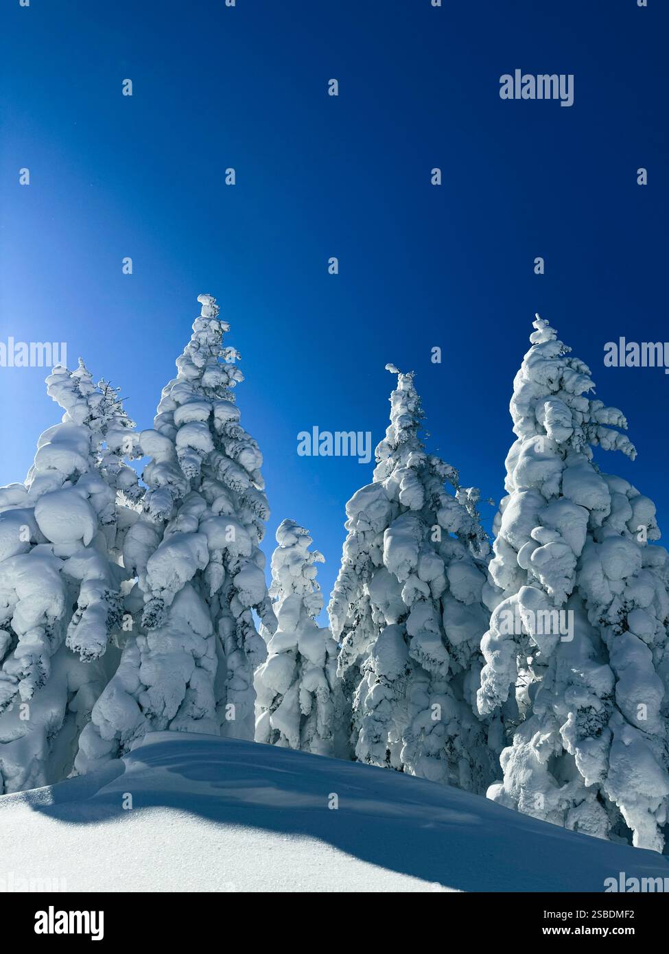 Winter landscape - frosty trees, fir trees in the winter forest in cold ...