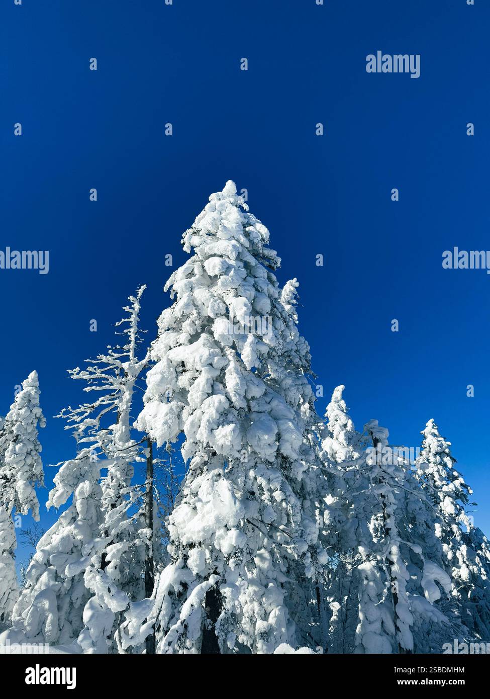 Winter landscape - frosty trees, fir trees in the winter forest in cold ...