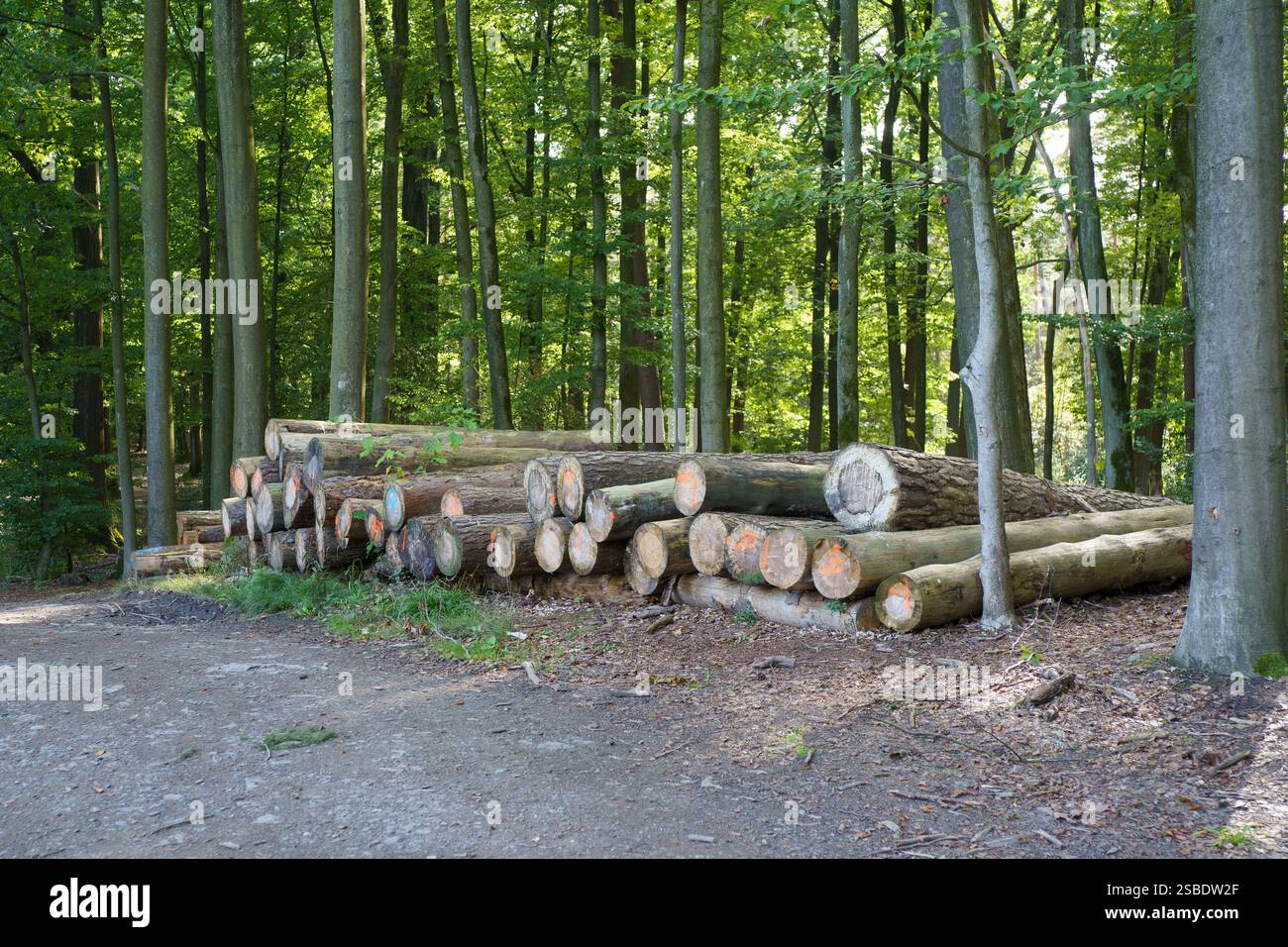 Tree Stack A stack of freshly cut tree trunks lying in the forest. Idea of ...