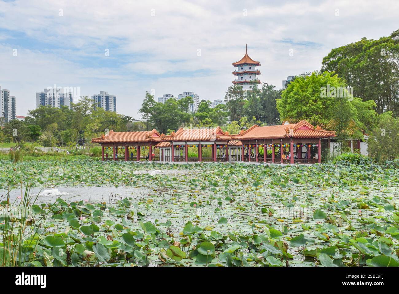 Jurong, Singapore - 2 February 2025: The water lotus pond at Singapore ...