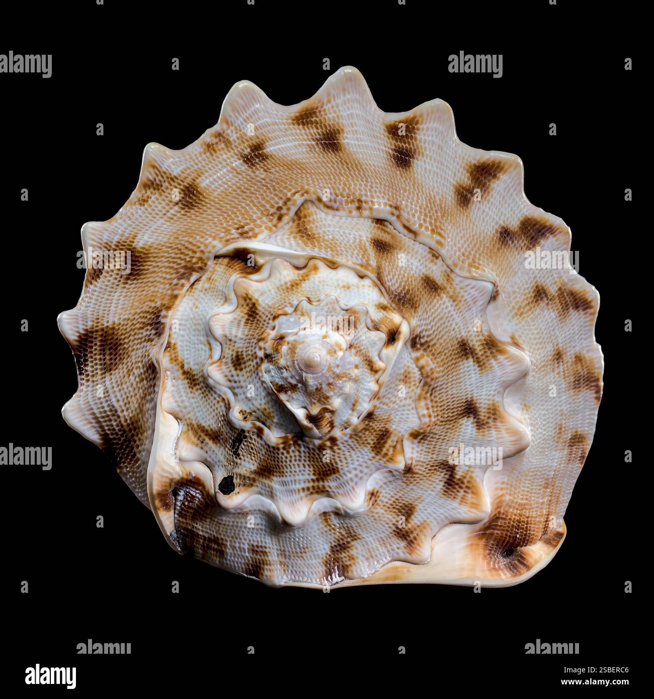 Horned Shell Close-up of a Cassis cornuta shell, also known as the horned helmet ...