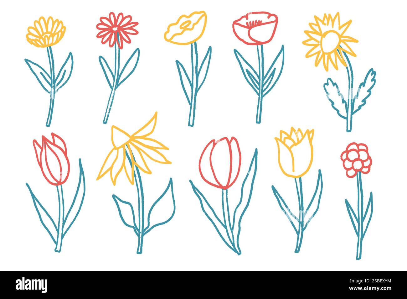 Flowers line crayon drawn set. Spring tulip, daisy, aster and ...