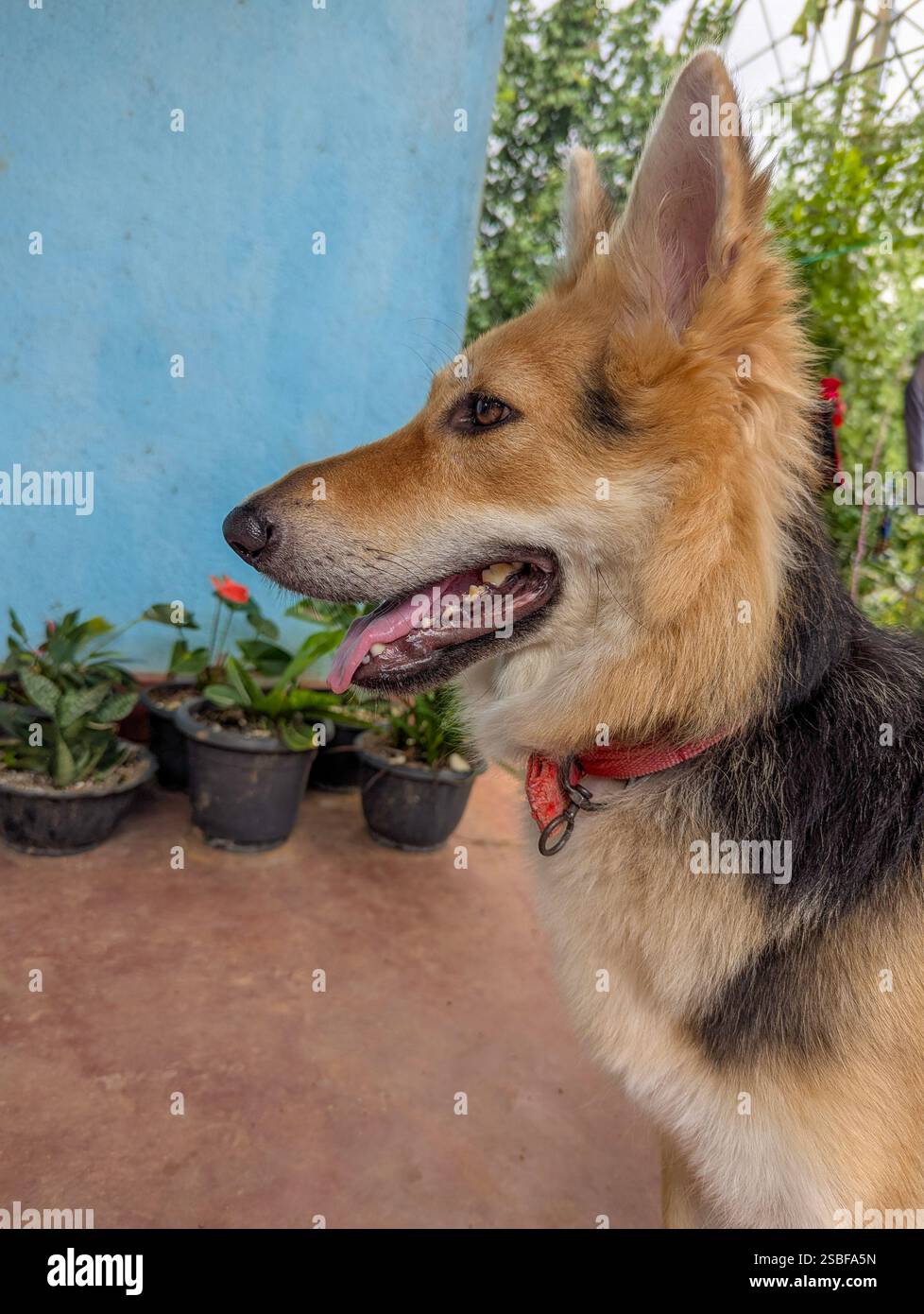 German Shepherd dog wearing a red collar, sitting outdoor - Smartphone Captured Stock Image