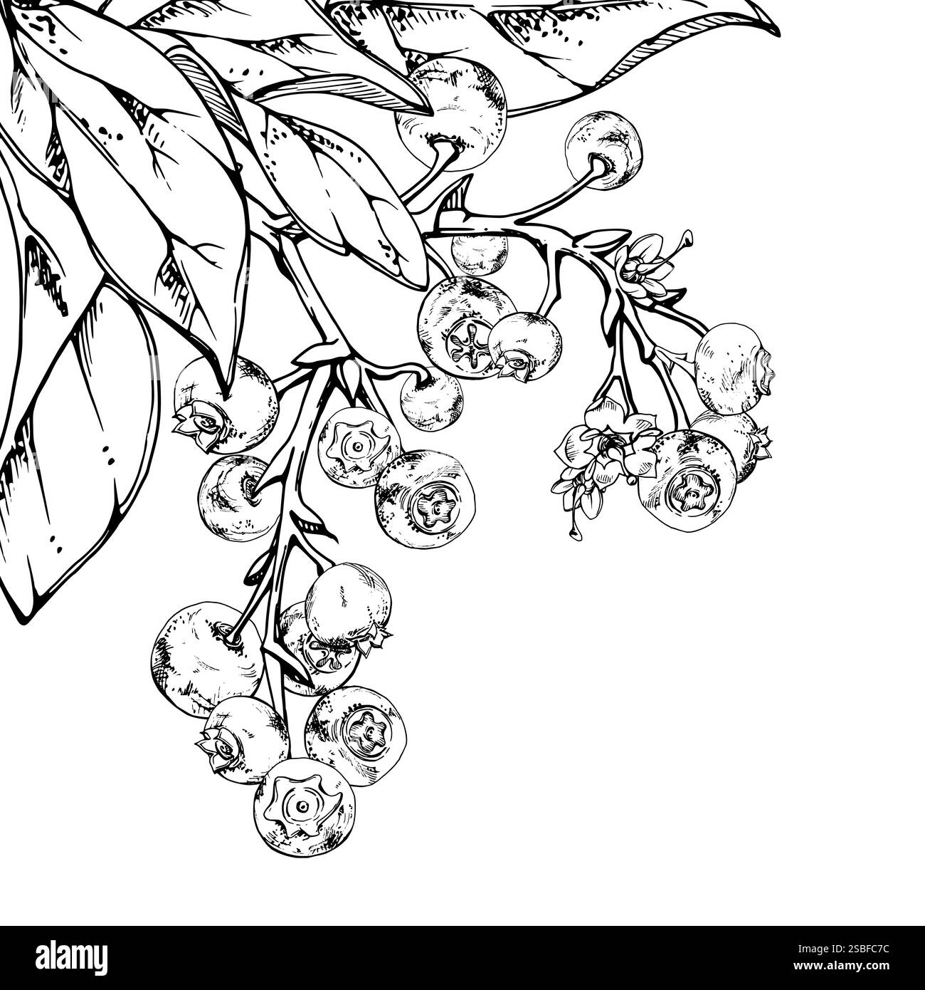Blueberry blackberry cluster with plant leaves on branch, hand drawn in ...