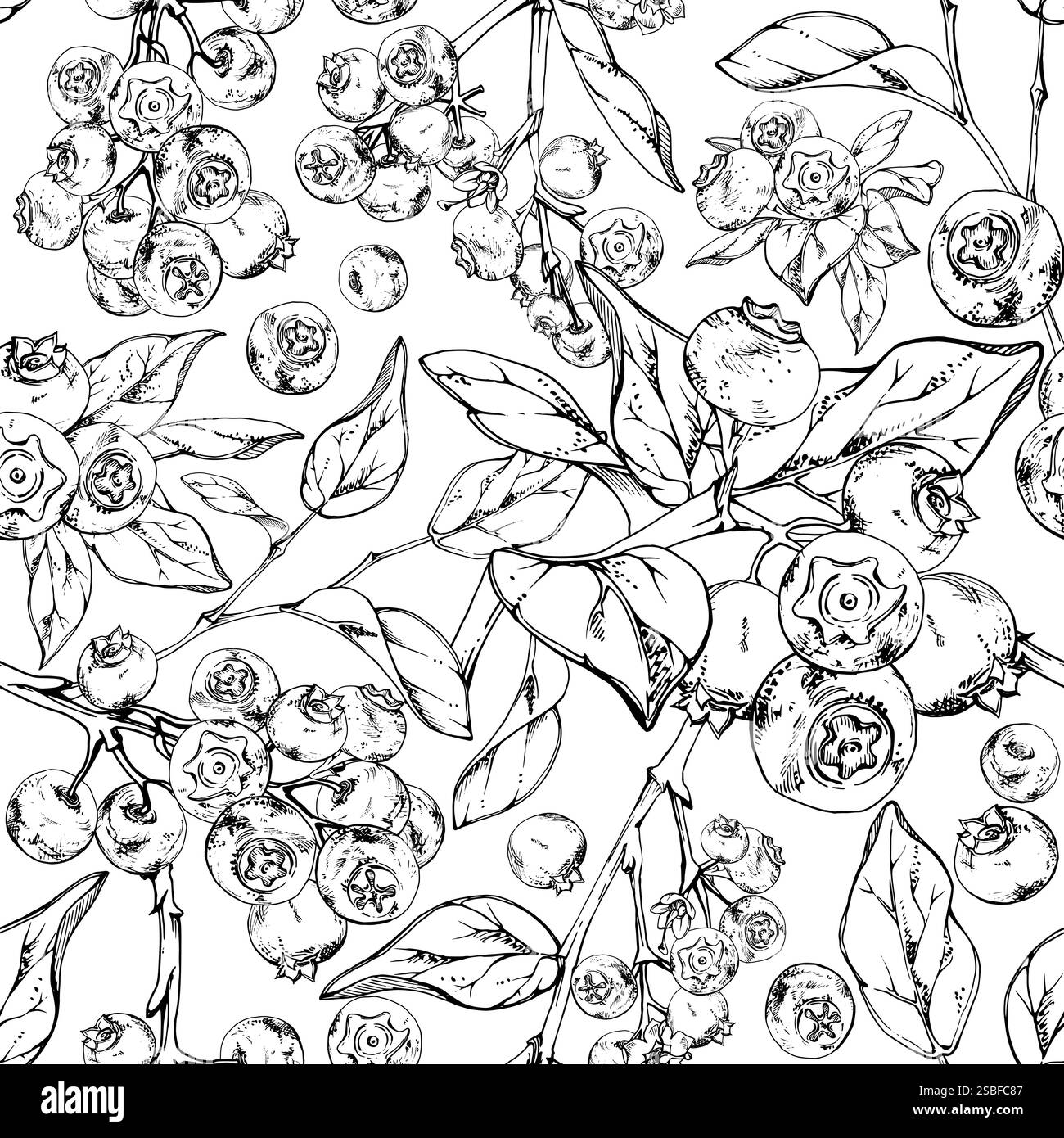 Blueberry blackberry with plant leaves, hand drawn in ink vector ...