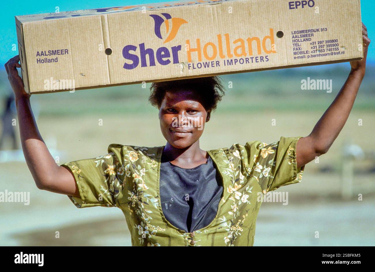 Kenya, Rift Valley, Naivasha - At a Dutch grower,Sher-Holland, the picked roses are bundled and cut to the correct length before they are packaged and Stock Photo