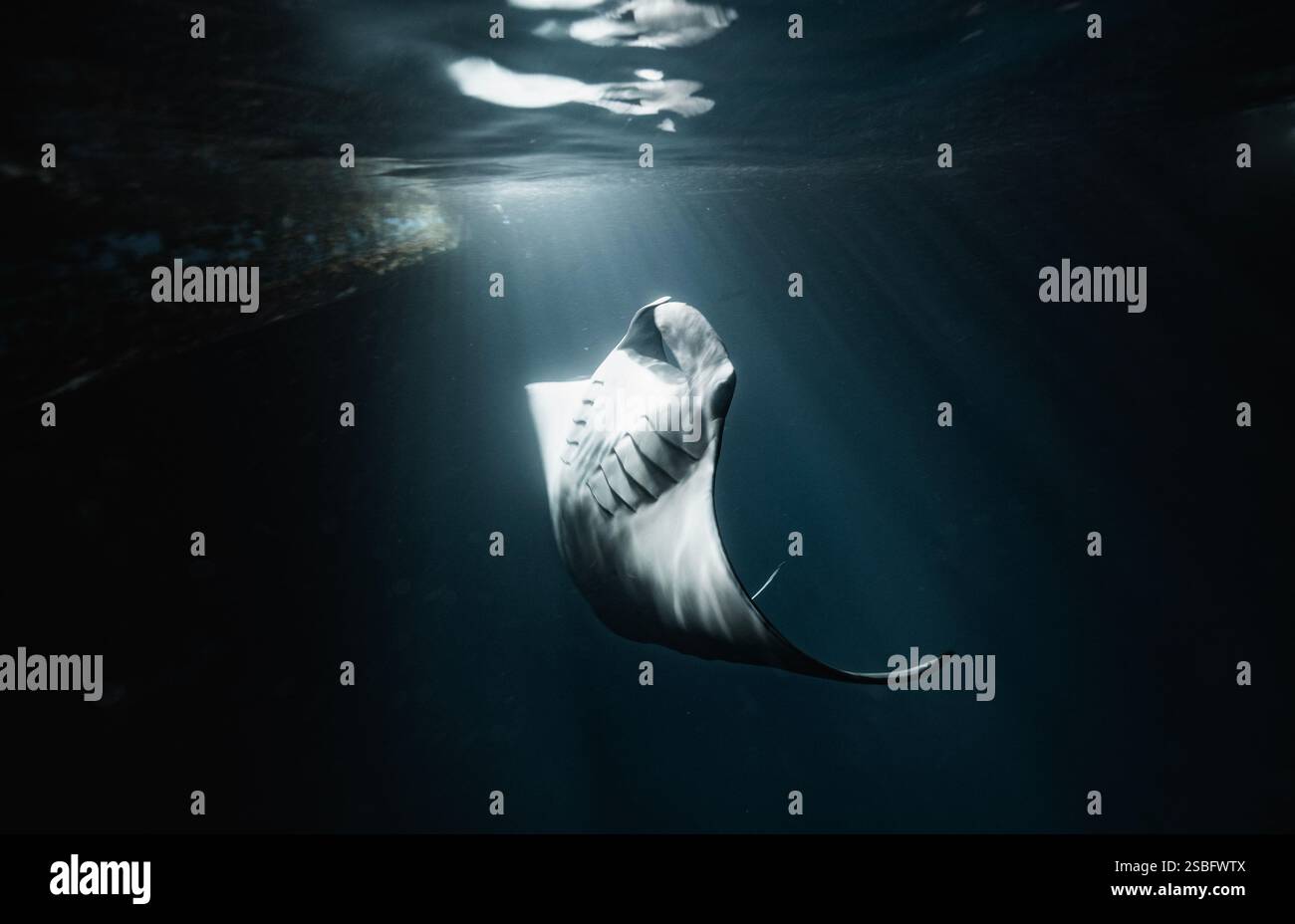 Manta ray spotted on a night dive in the Maldives Stock Photo - Alamy