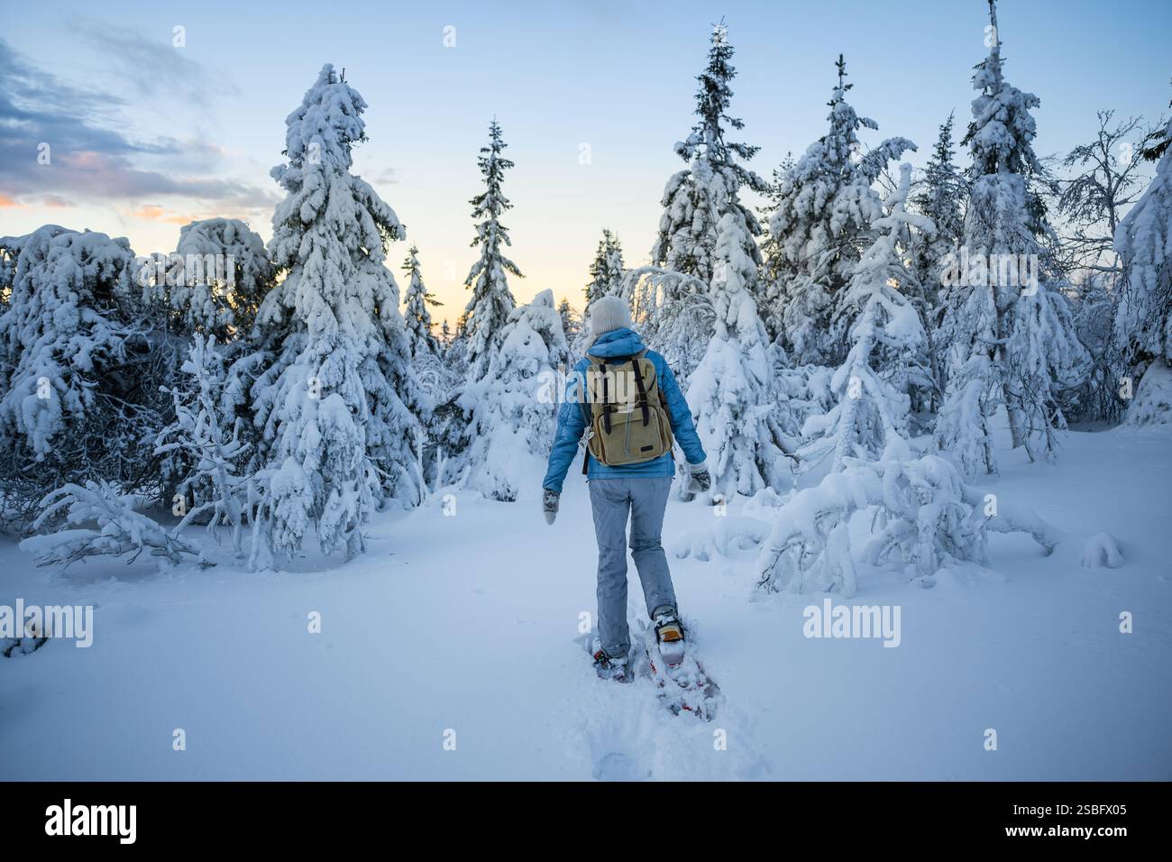 Woman In Snowshoes Walks In A Snowy Forest In National Park Of Finland woman-in-snowshoes-walks-in-a-snowy-forest-in-national-park-of-finland