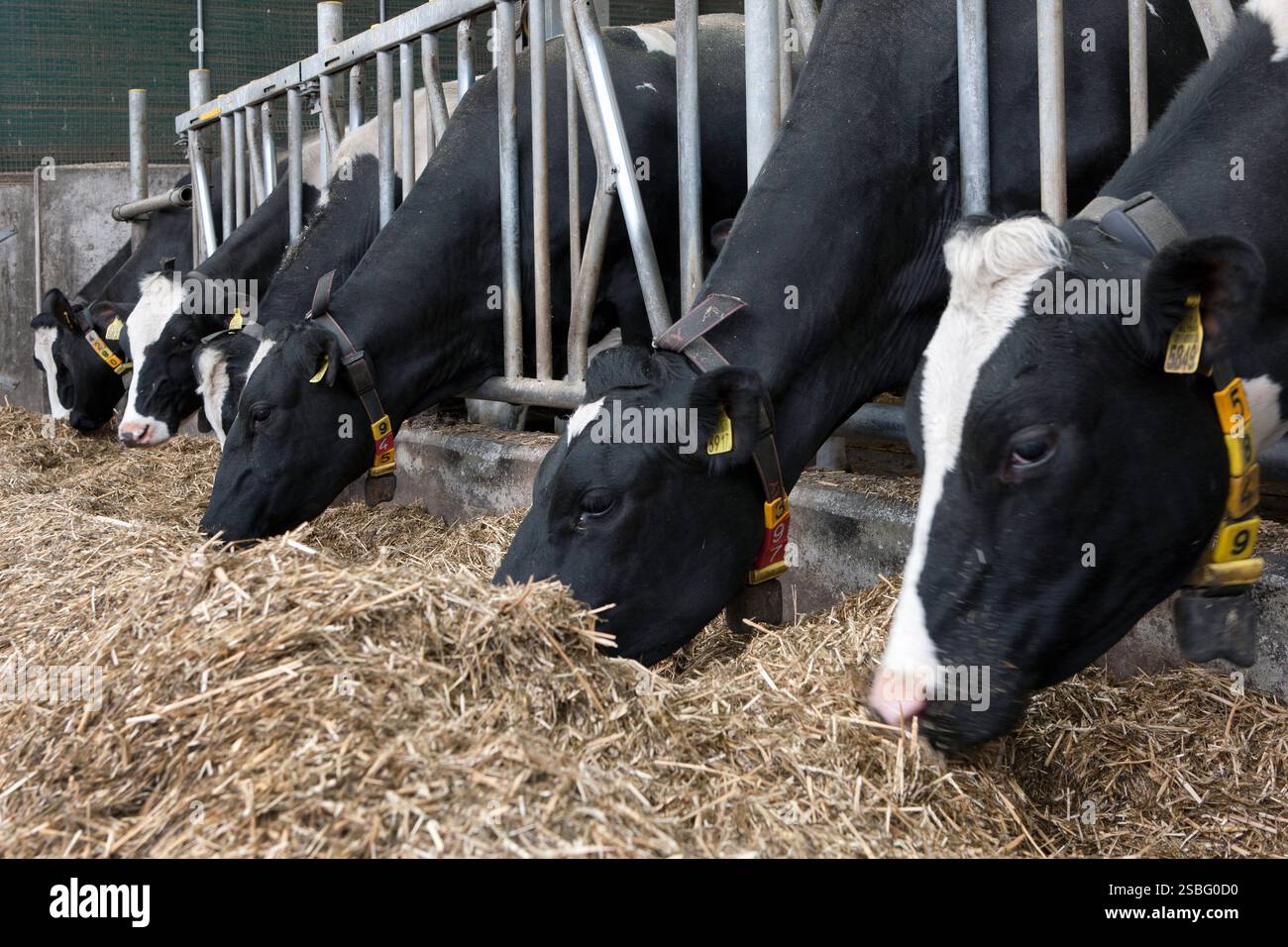 Cows eating silage at a dairy farm stable at the feeding gate Stock ...