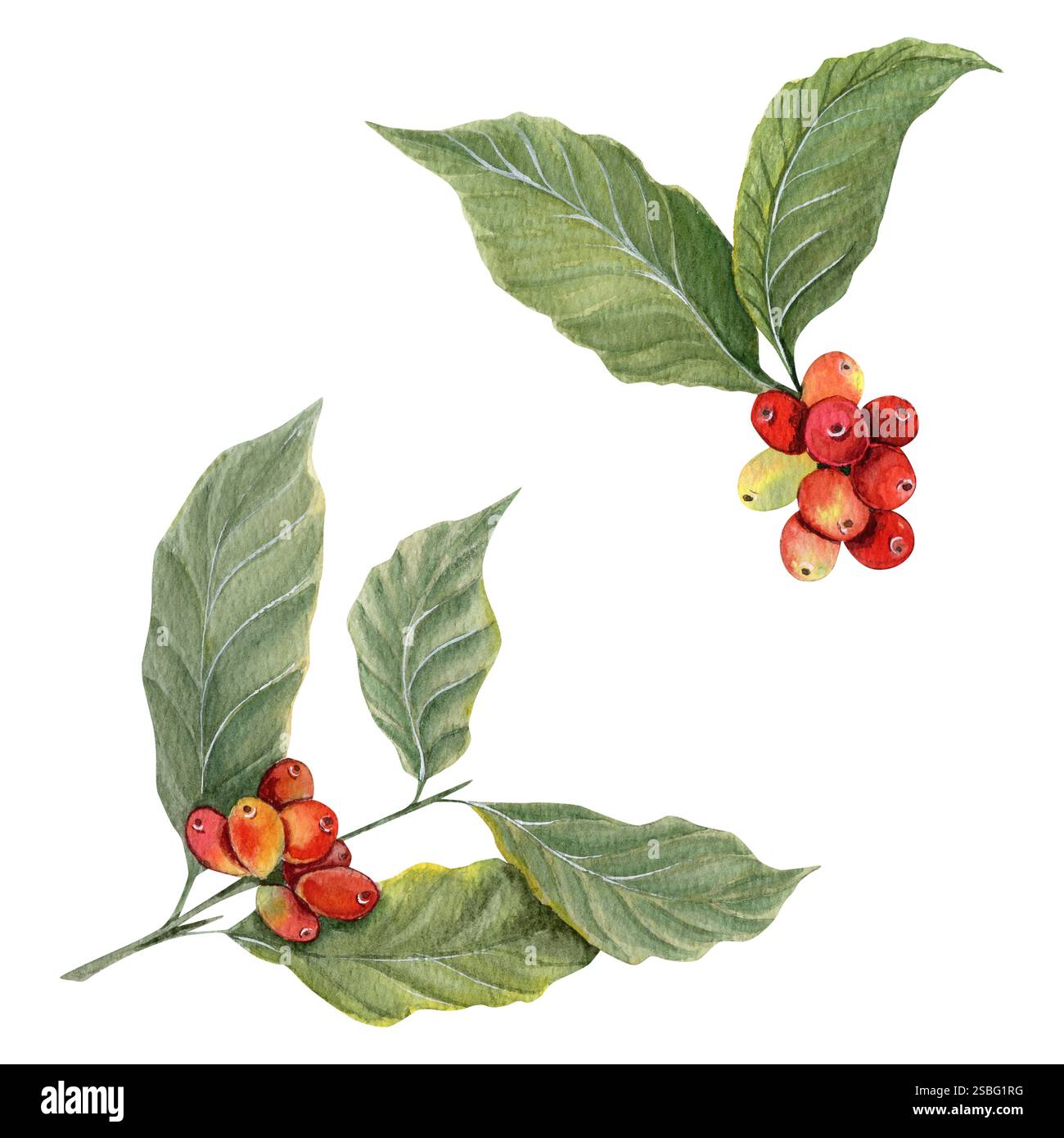 Watercolor set of two coffee branches with red and green coffee beans ...