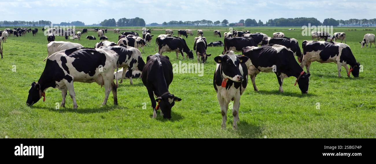 cattle-breeding-cows-grazing-at-dutch-meadows-in-the-polder-stock