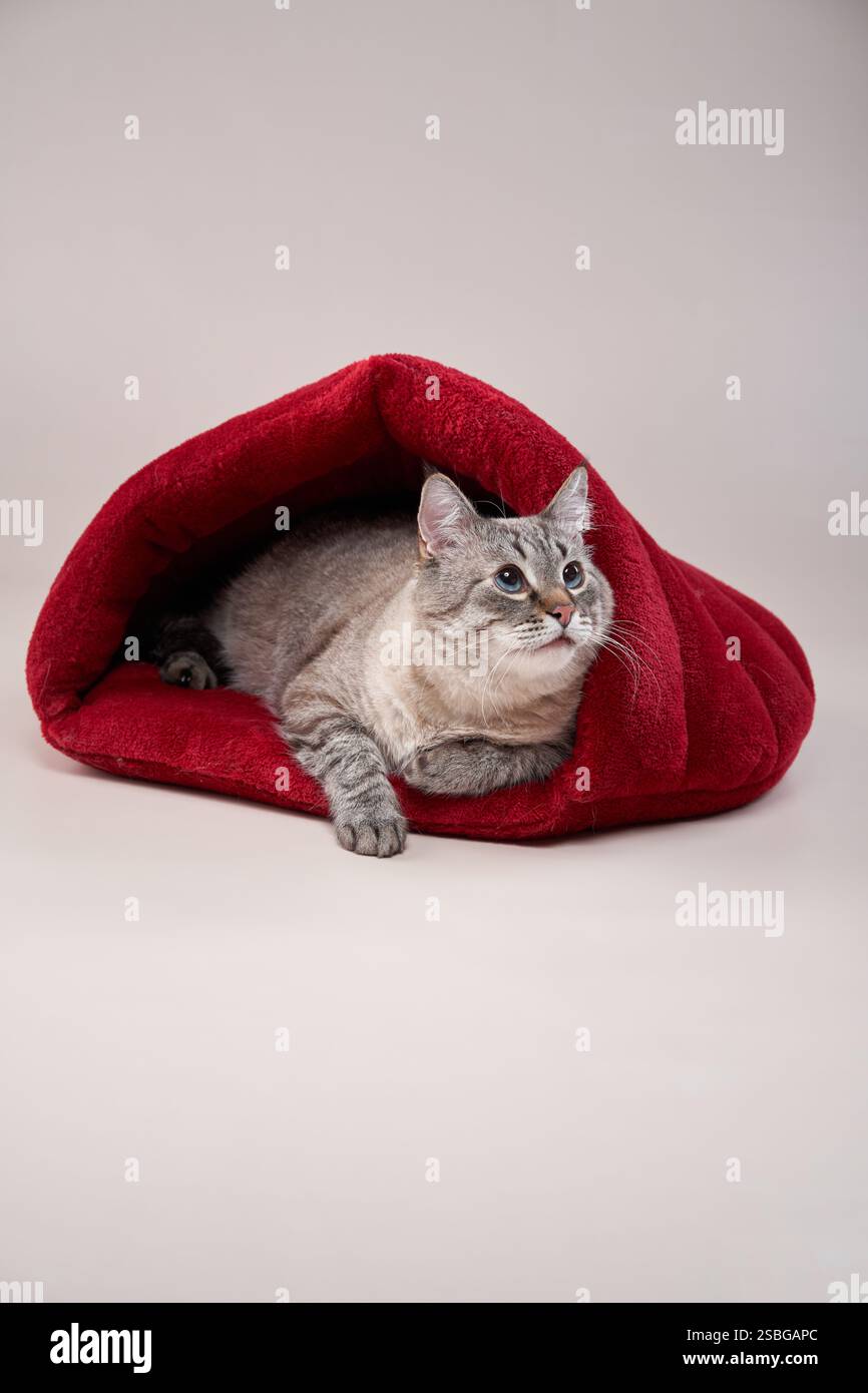 A tabby cat rests comfortably inside a soft red pet bed on a neutral ...