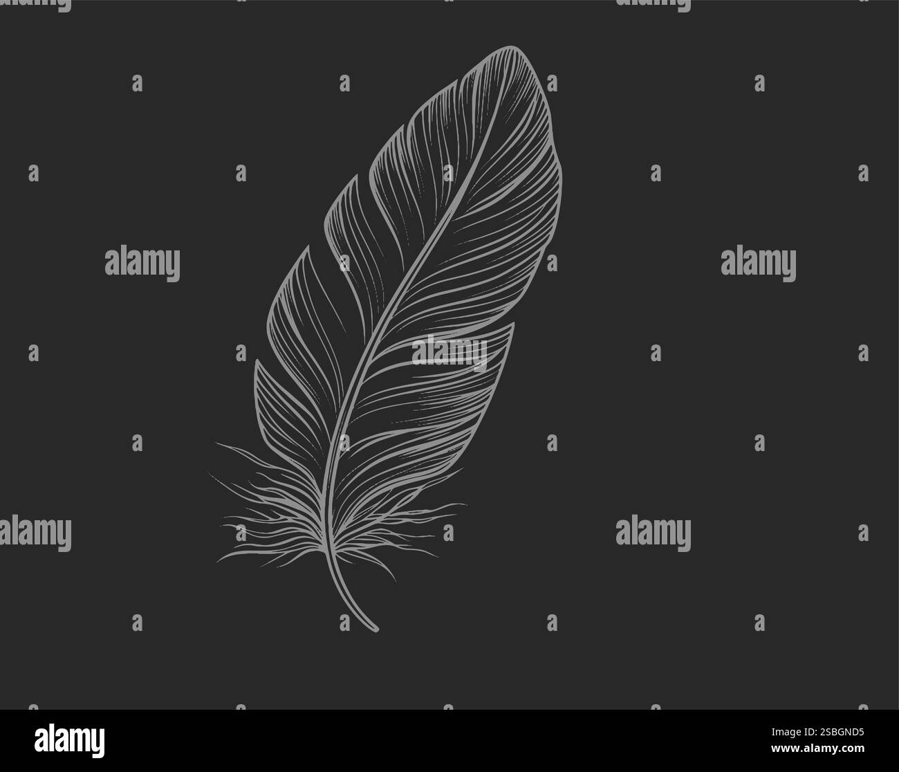 Structure of bird feather design Stock Vector Images - Alamy