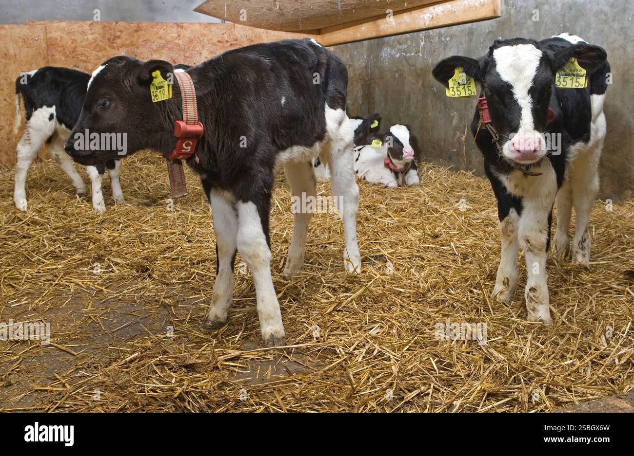 Calves on straw. Cows at the dairy farm Stock Photo - Alamy