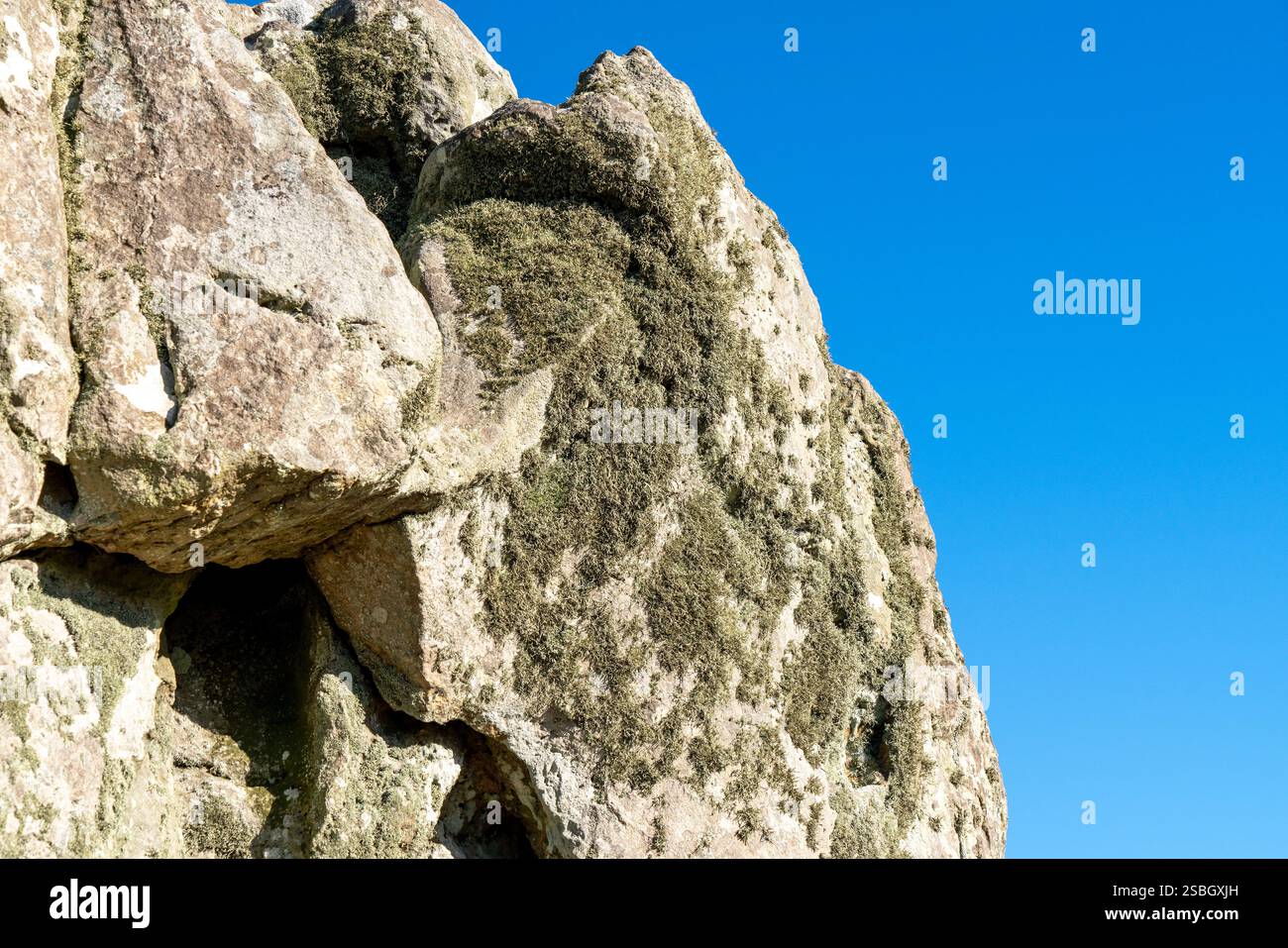 Moss growing on a rock Stock Photo