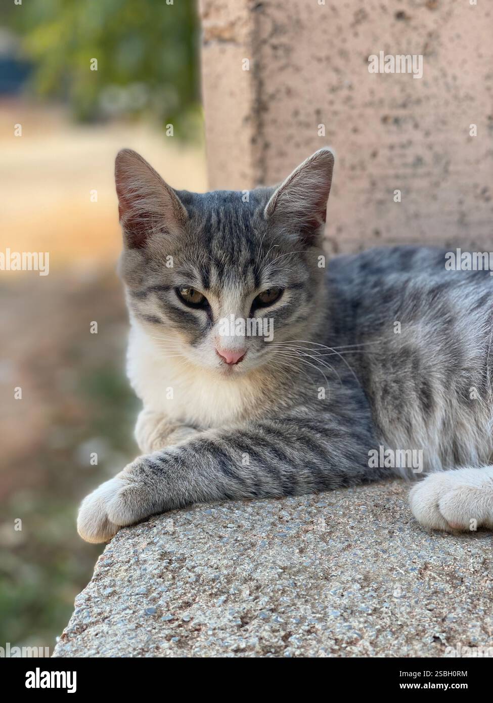Cute little grey and white kitten relaxing on a wall in the streets - Smartphone Captured Stock Image