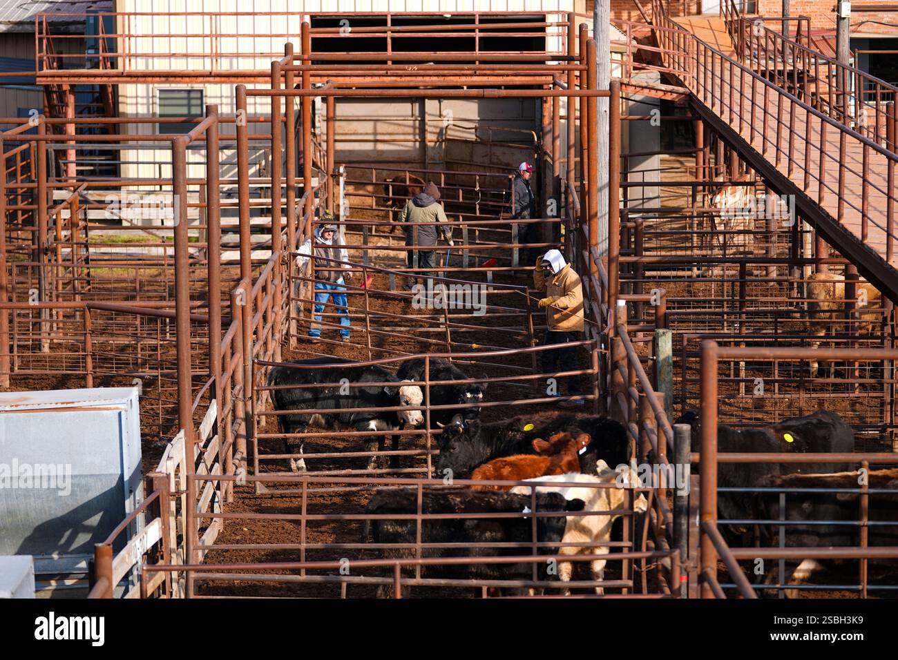 Barn hands are seen sorting cattle before they enter the auction arena ...