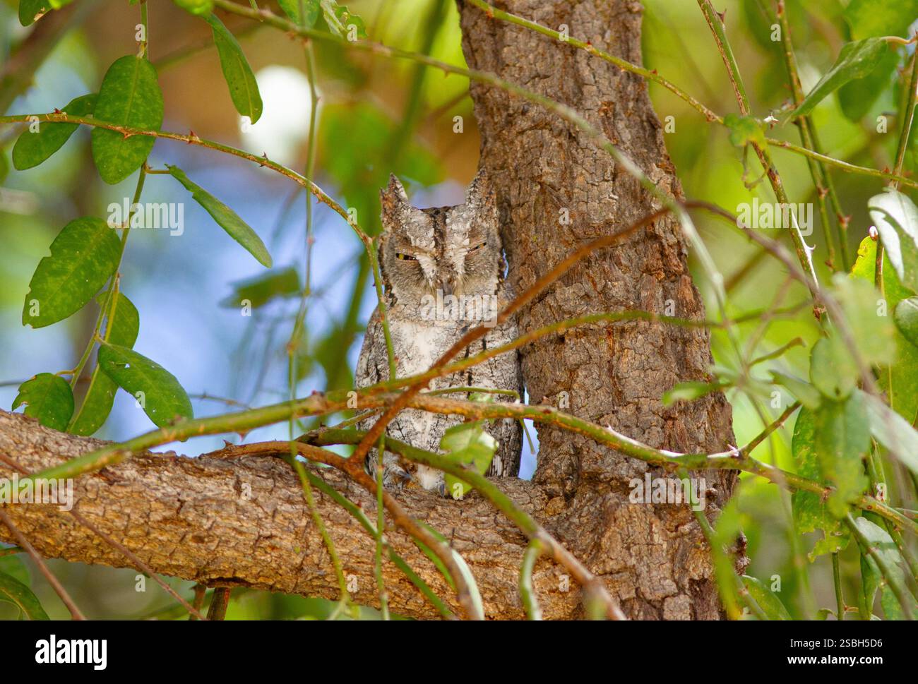 The Scops Owl is a diminutive night-time hunter of small mammals. They ...