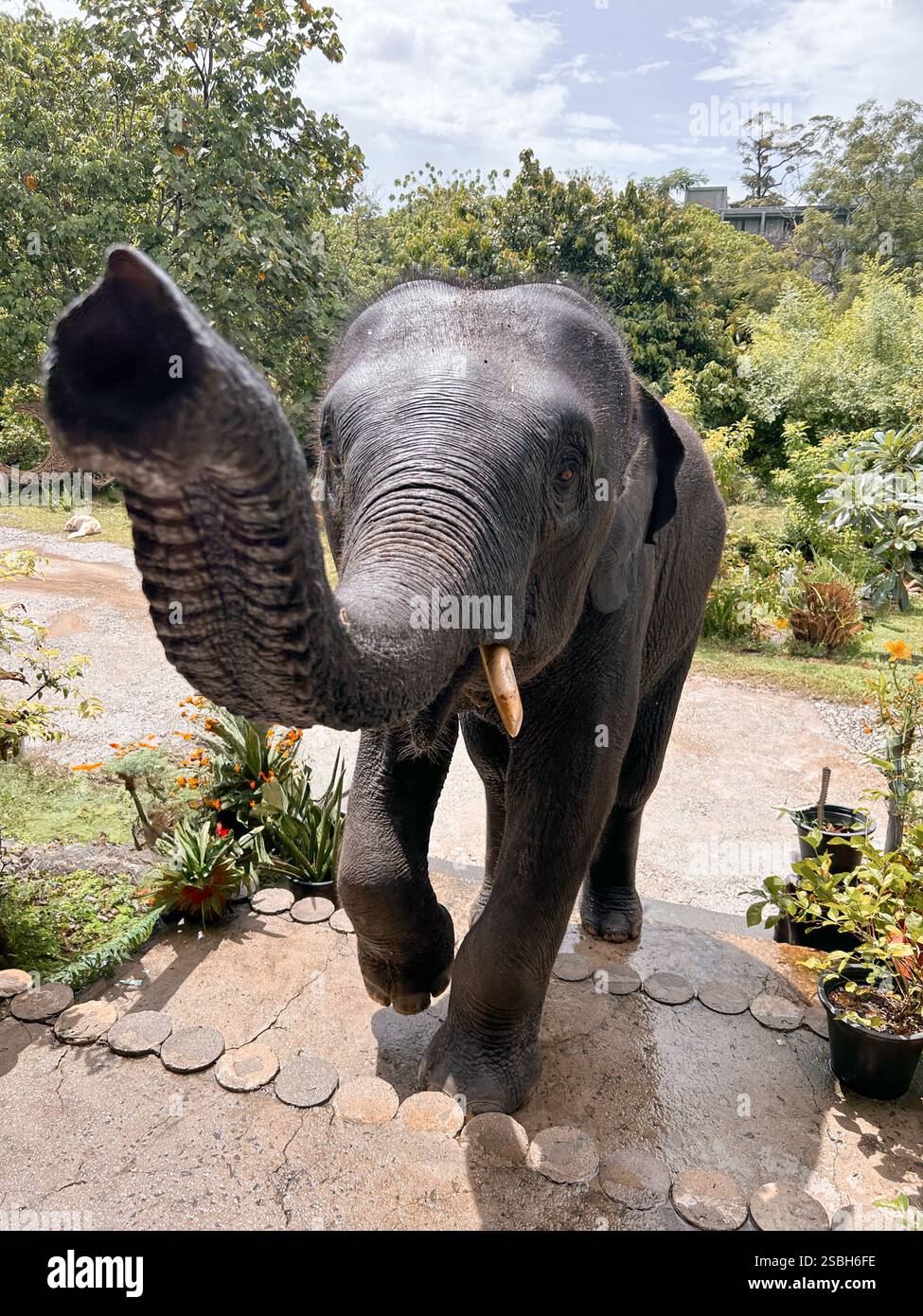 Elephant Raising It's Trunk in Greeting - Smartphone Captured Stock Image